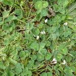 Trifolium subterraneum Hábito