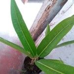 Breonadia salicina Leaf