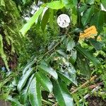 Platymiscium pinnatum Leaf