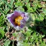 Anemone halleri Flor