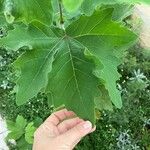 Platanus orientalis Blad