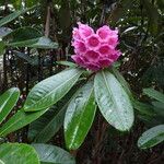 Rhododendron hodgsonii Flower