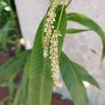 Persicaria lapathifolia Fula