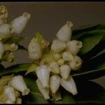 Arctostaphylos virgata Flor