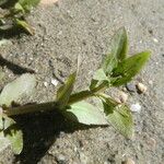 Lindernia dubia 葉