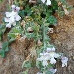 Chaenorhinum villosum Fleur