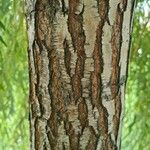 Salix alba Bark