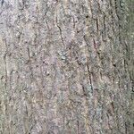 Carya cordiformis Bark