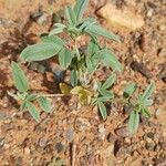 Indigofera senegalensis Leaf