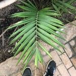 Chamaedorea hooperiana Hoja