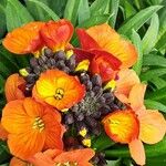 Erysimum × cheiri Floare