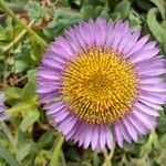 Erigeron glaucusFlower