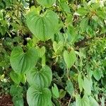 Dioscorea bulbifera Feuille