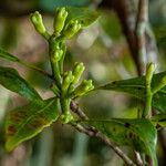 Syzygium aromaticum ᱵᱟᱦᱟ