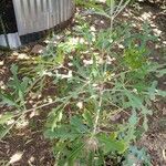 Cussonia paniculata Habit