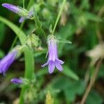 Campanula sibirica Fiore