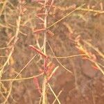 Indigofera arrecta 果實