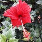 Hibiscus rosa-sinensisFlor