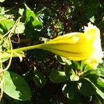 Solandra grandiflora Blüte