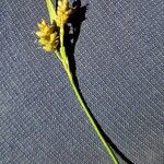 Carex pallescens Fruit