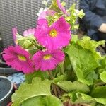 Primula hirsuta Květ