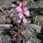 Collinsia tinctoria Buveinė