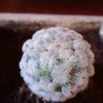 Mammillaria plumosa Лист