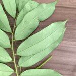 Hylodendron gabunense Hoja