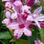 Weigela florida Kwiat