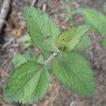 Eupatorium rotundifolium Leaf