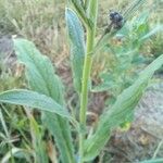 Cynoglossum amabile Φύλλο