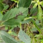 Euphorbia davidii Leaf