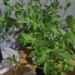 Origanum majoranaपत्ता