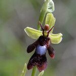 Ophrys insectifera Fula