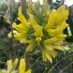 Astragalus alopecuroides Květ