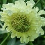 Cephalaria gigantea 花