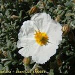 Helianthemum almeriense Blomst