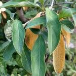 Cornus capitata 叶