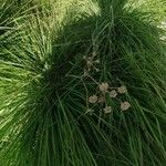 Epikeros pyrenaeus その他の提案