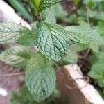 Mentha × rotundifolia Liść