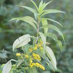 Solidago × niederederi 葉