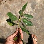 Ficus grevei Leaf