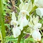 Orchis provincialis Flor