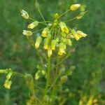 Camelina sativa Цветок