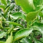 Fortunella japonica Blatt
