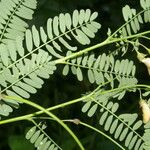 Sesbania herbacea Folio