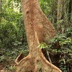 Julbernardia pellegriniana Corteza