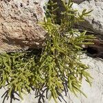 Arthrocnemum macrostachyum Likasa