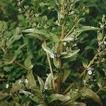 Veronica catenata Hábito