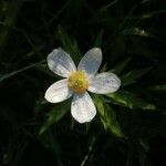 Anemone canadensis Kwiat